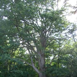 Quercus muehlenbergii